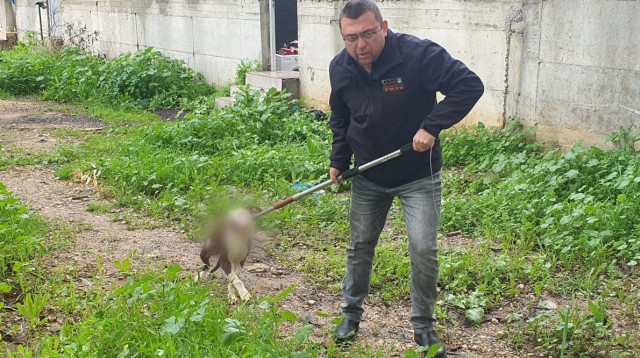 אחד מכלבי הפיטבול נלקח להסגר. "תופעות מסוכנות" (צילום: דוברות עיריית פתח תקווה)