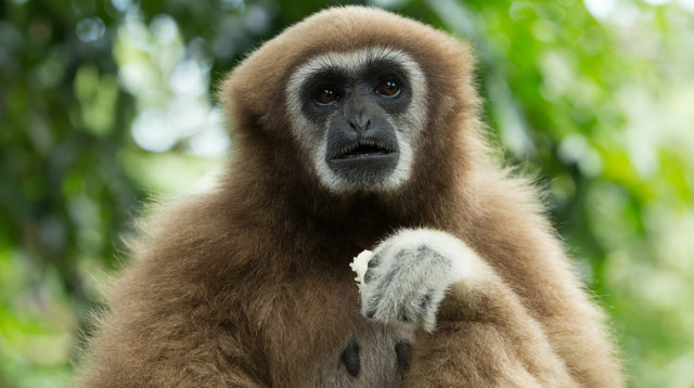 הגיבונית נכנסה להריון למרות שהייתה לבדה בכלוב (צילום: אינג'אימג')