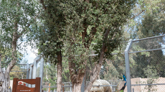 עץ האלון בביתו החדש בספארי. "תפאורה מתאימה"  (צילום: דוברות הספארי)