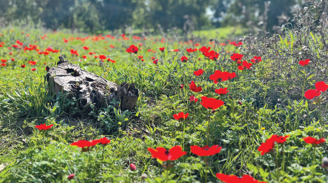 פריחה בחניון מרווה (צילום: מיטל שרעבי)