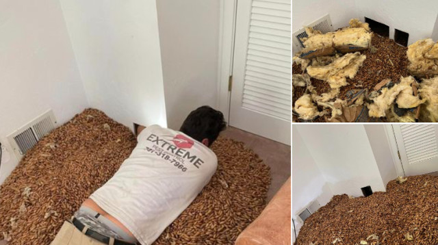 הזוי! מה שהמדביר מלא בקירות הבית הותיר אותו בהלם (צילום: מתוך פייסבוק)