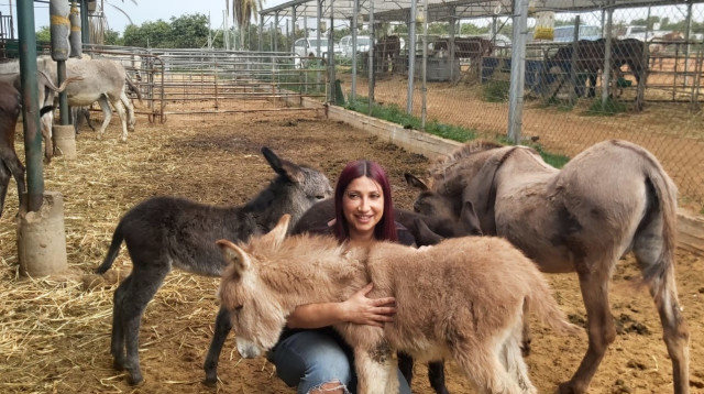 כהן והחמורים. "עזרו לנו לעזור להם" (צילום: משה כהן)