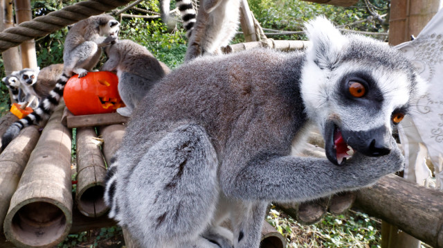 למור (ארכיון) (צילום: רויטרס)