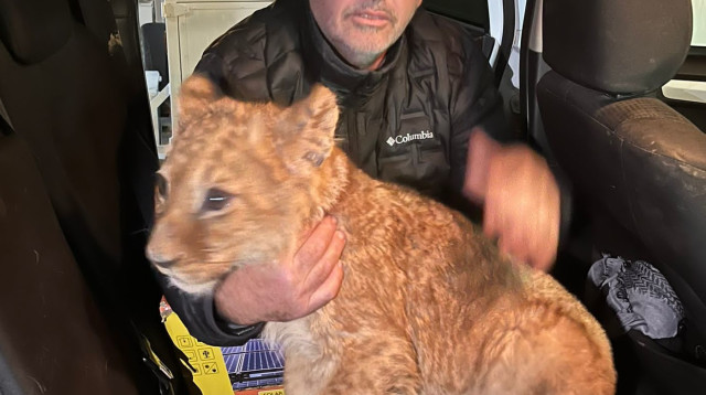 גור האריות שחולץ (צילום: דוברות המשטרה)