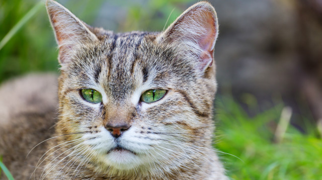 חתול (צילום: אינגאימג')