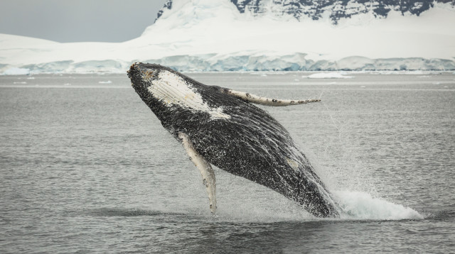 לווייתן גדול סנפיר (צילום: אינגאימג')