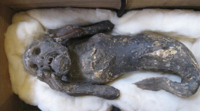 תעלומת "בתולת הים" נפתרה (צילום: מתוך טיקטוק)