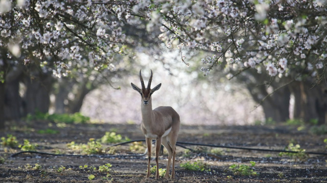 פסטיבל השקדיות (צילום: נווה גנוד)