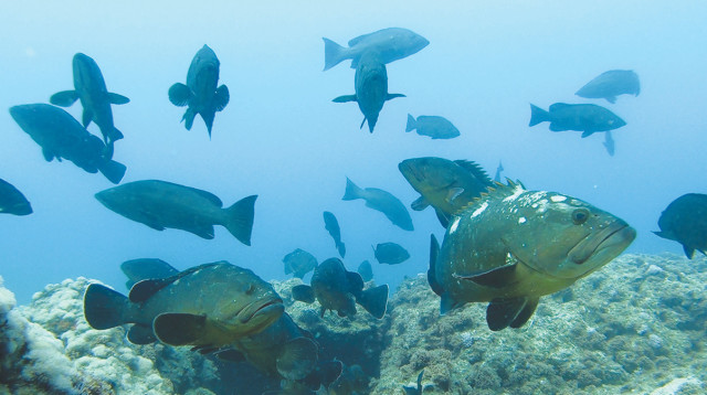 התקבצות רבייה של דקרים  (צילום: אנדרי אהרונוב)