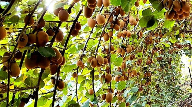 צילום-  (צילום: יערה ויקסלבאום-שטהל)