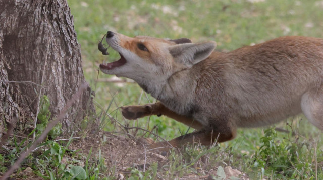 שועלה משחקת ולסוף טורפת את הטורף הקטן בישראל, חדף (צילום: עמיר בלבן, החברה להגנת הטבע)