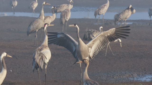 מהיפים של הטבע, עגורים באגמון החולה (צילום: עינבר שלומית רובין, קק"ל)