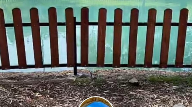 התיעוד מסרטון הטיקטוק (צילום: צילום מסך)