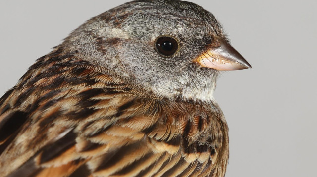 גבתון שחור פנים, 2023 (צילום: יוסף כיאט, החברה להגנת הטבע)