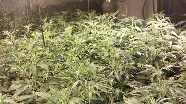 מעבדת מריחואנה בתל שבע (צילום: דוברות המשטרה, פייסבוק)