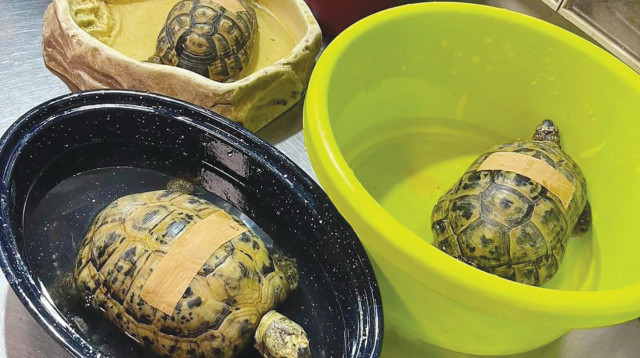 צב יבשה  (צילום: למען חיות הבר)