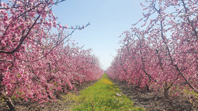 שטח חקלאי שהשתתף בניסוי   (צילום: אביב צוברי)