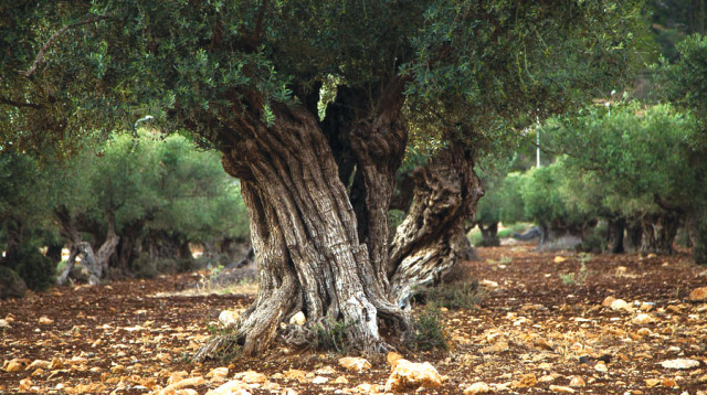 עץ זית (צילום: ענת חרמוני, פלאש 90)