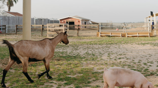 חוות החופש (צילום: אופיר ברמן)