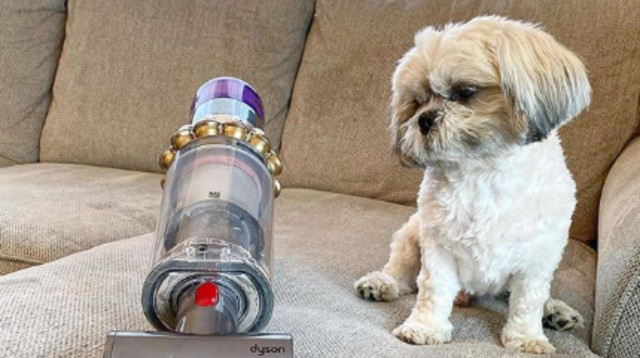 בעלי חיים בבית? נקו את המברשות מהשערות שהצטברו בהן (צילום: יח"צ דייסון)