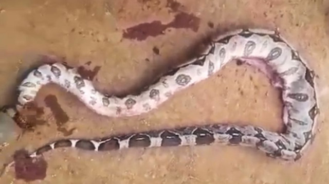 בעל החיים אותר בבטנו של נחש הבריח (צילום: מתוך פייסבוק)