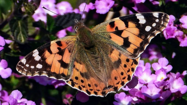נימפית החורש (צילום: לירון שפירא, החברה להגנת הטבע)