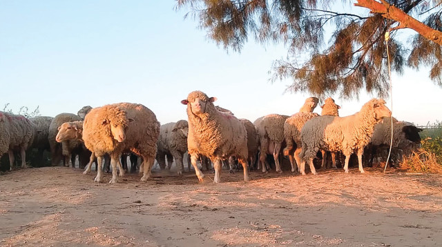 משקים פתוחים - כבשים בכמהין, פתחת ניצנה (צילום: לירן אלמוסנינו)