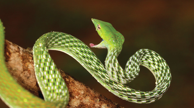 נחש (צילום: אינגאימג)