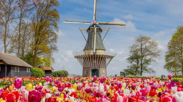 פארק Keukenhof בהולנד (צילום: צילום מסך אינסטגרם)