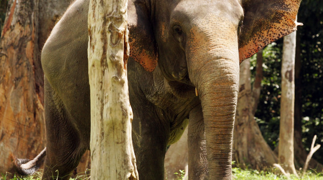 פיל (צילום: רויטרס)