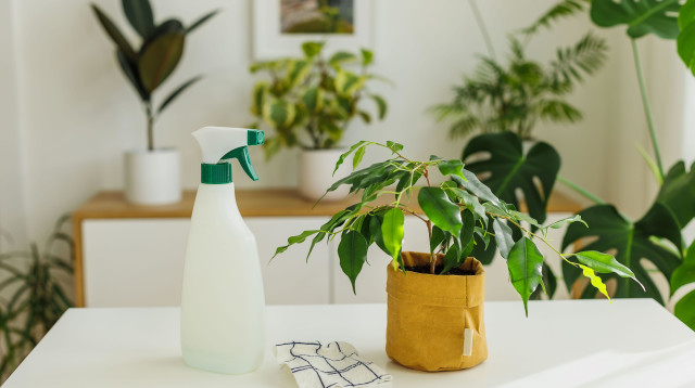 שבעה טיפים לשדרוג עיצוב הבית באמצעות עציצים (צילום: רויטרס)