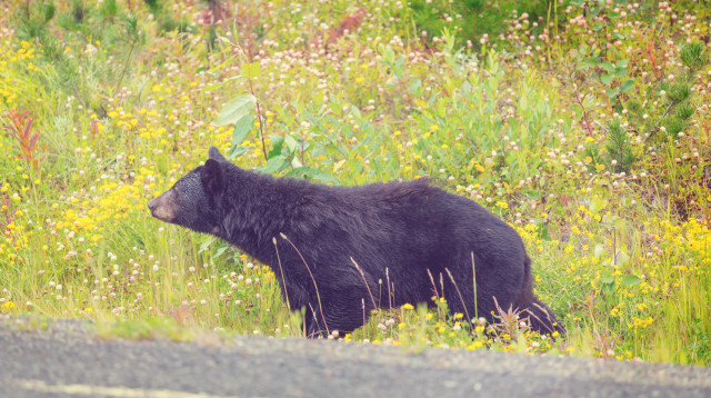 הדוב נכנס לחצר הבית, הדייר נתקל בו (צילום: אינג'אימג')