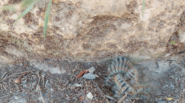 תהלוכן האורן (צילום: המשרד להגנת הסביבה)