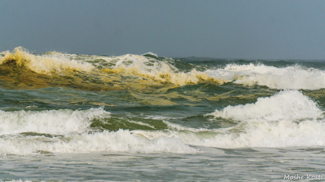 זיהום בחוף הים סמוך לפלמחים (צילום:  משה קוסטי)