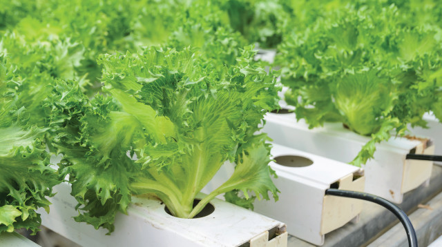 טפטפות (צילום: אינגאימג')