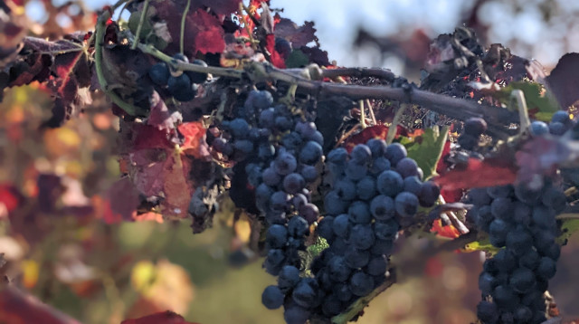 דרום איטליה דרך היין (צילום: אסנת גואטה)