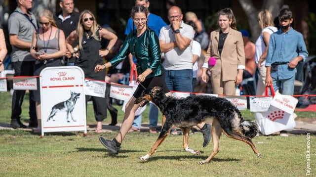 תערוכת הכלבים הבינלאומית של ההתאחדות לכלבנות (צילום: טטיאנה בוקנוביץ')