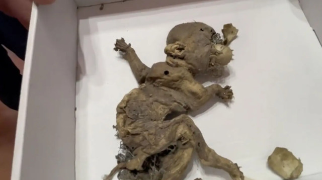 מלחיץ, מה מקורו של ה"גובלין" שאותר במחסן ישן? (צילום: מתוך טיקטוק)