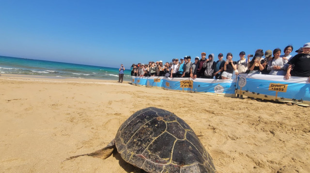 השחרור המרגש בחזרה לים (צילום: שי קבסה, רשות שמורות הטבע והגנים)