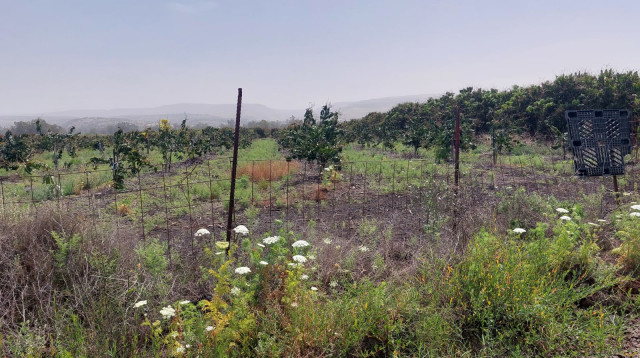 הנוף מהמסלול של רכב השטח באבו קיאק (צילום: גיא ברט)