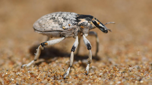 החרק המסתורי שהציף את חופי ישראל (צילום: אורן אוסטר)