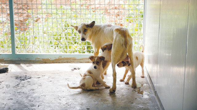 התעללות בבעלי חיים (צילום: תנו לחיות לחיות)