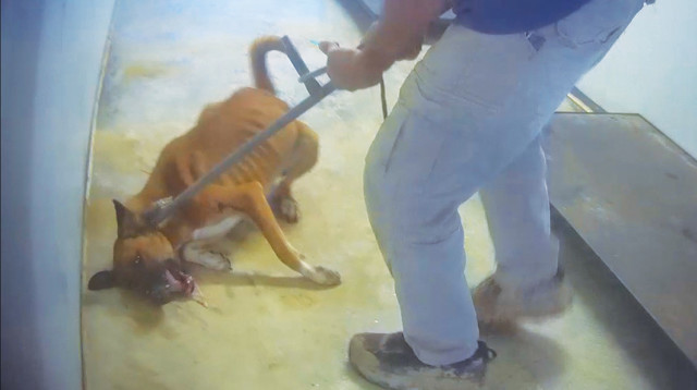 התעללות בבעלי חיים (צילום: תנו לחיות לחיות)