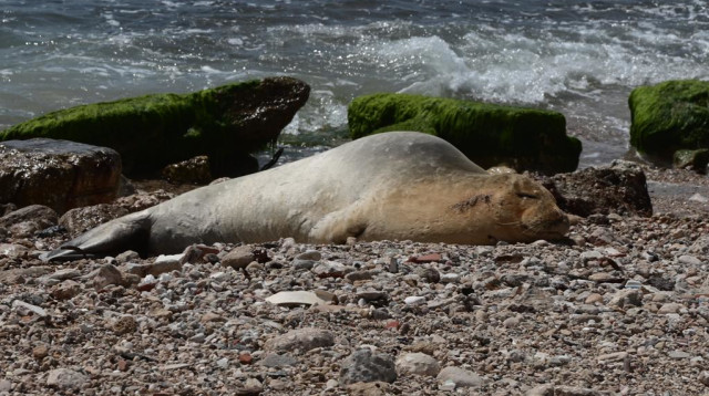 כלבת הים יוליה נחה על חוף באיזור המרכז (צילום: אבשלום ששוני)