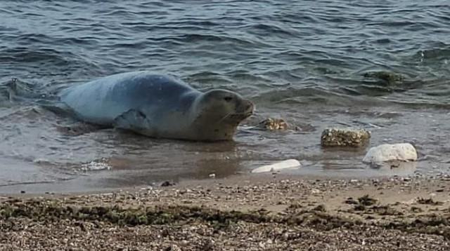כלבת הים יוליה (צילום: שור ענתבי רשות הטבע והגנים)