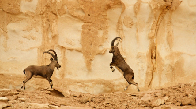 יעל נובי בנחל ברק (צילום: דני הדס, הערבה התיכונה)