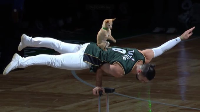 כלב במופע המחצית בבוסטון (צילום: אתר רשמי, צילום מסך)