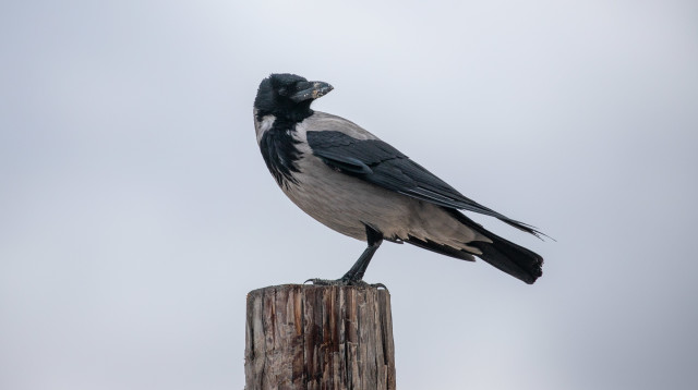 עורב (צילום: יוסי אלוני, פלאש 90)