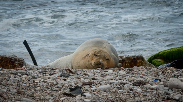 יוליה, כלבת הים הנזירית (צילום: אבשלום ששוני, פלאש 90)