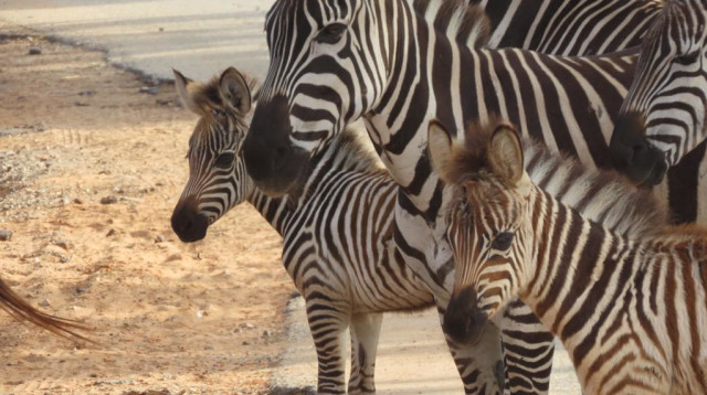 הסייחות גפן ושלו בספארי ברמת גן (צילום: באדיבות הספארי - שירה ענבר דנין)